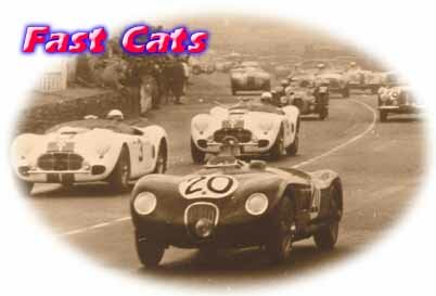 On the track - the big cat at play